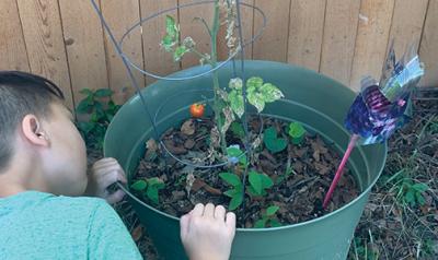 young boy with potted tomato plant